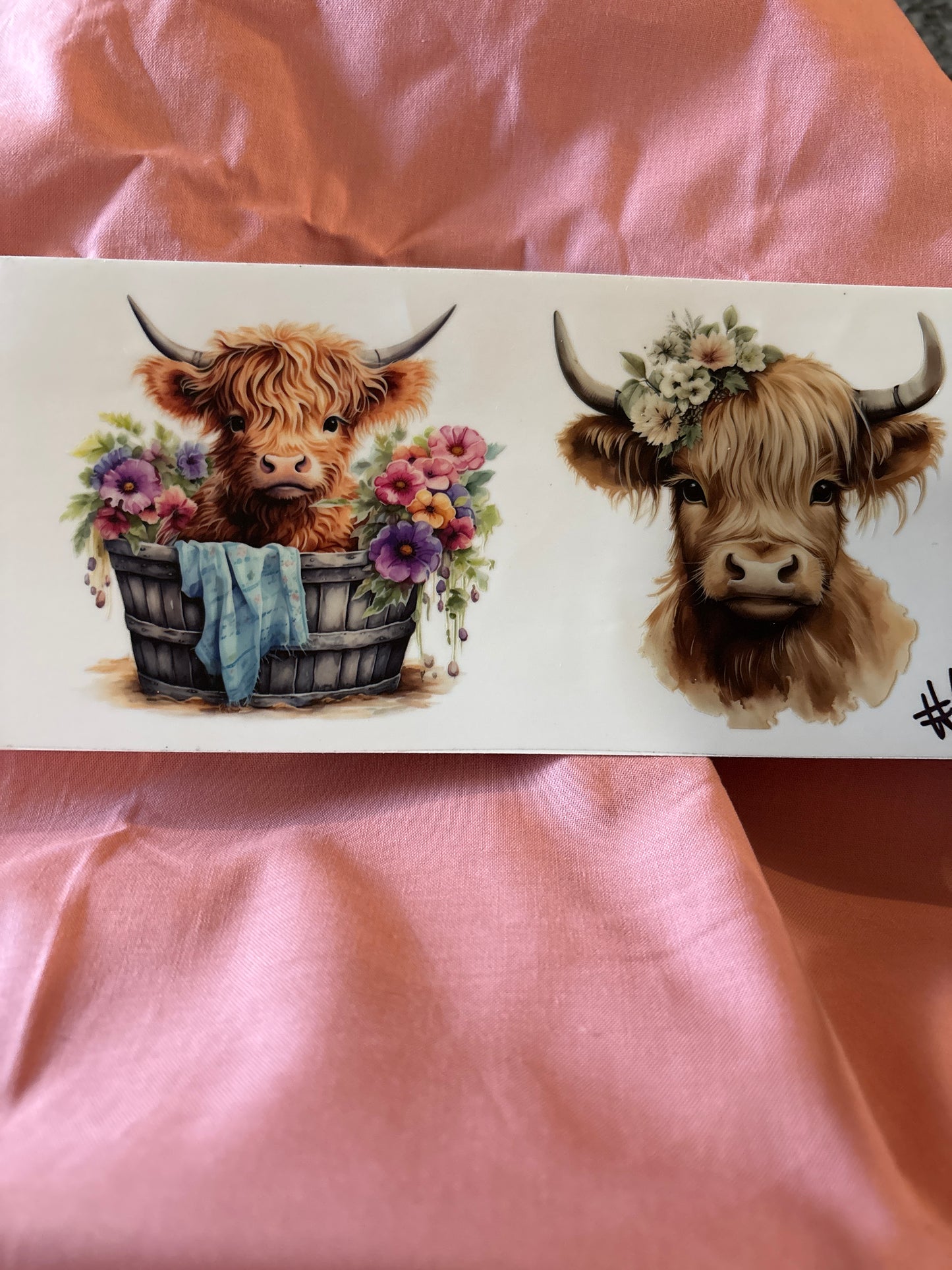 Highland cow