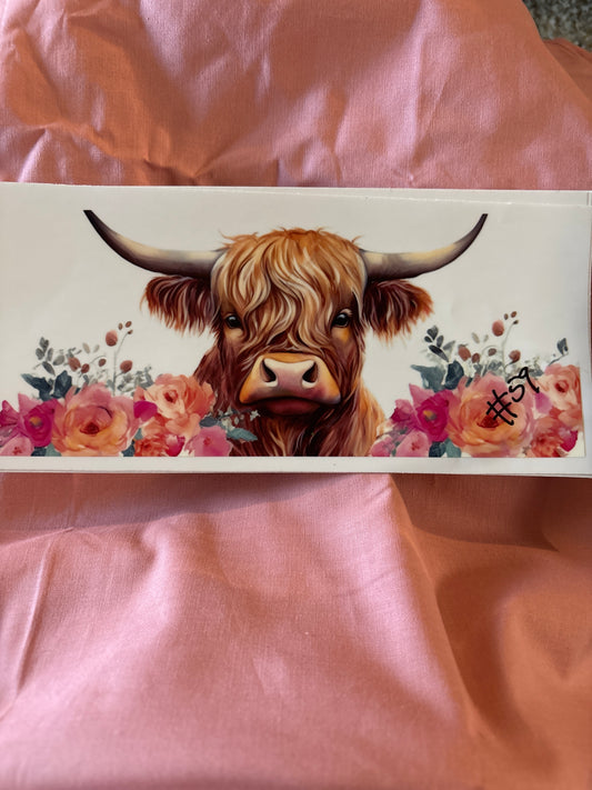 Highland cow