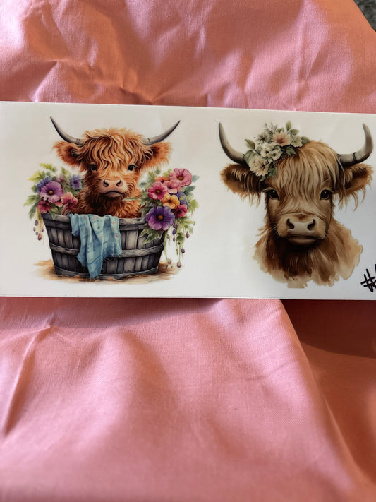 Highland cow