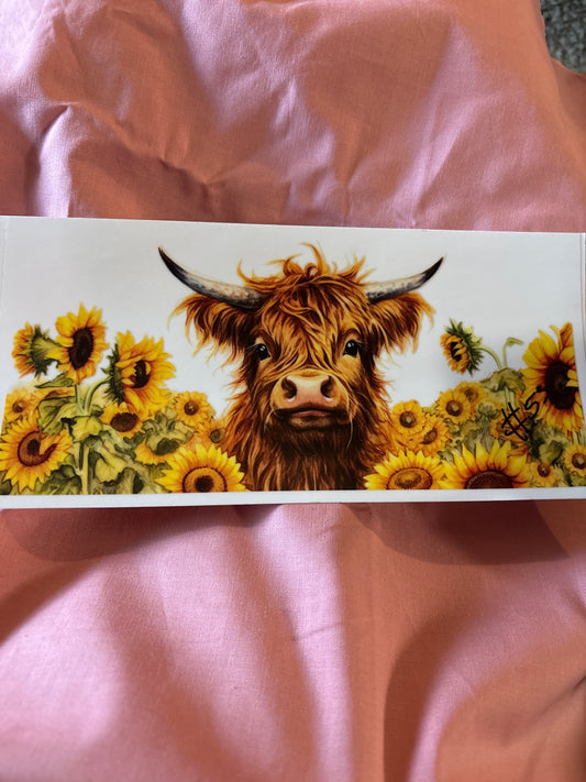 Highland cow
