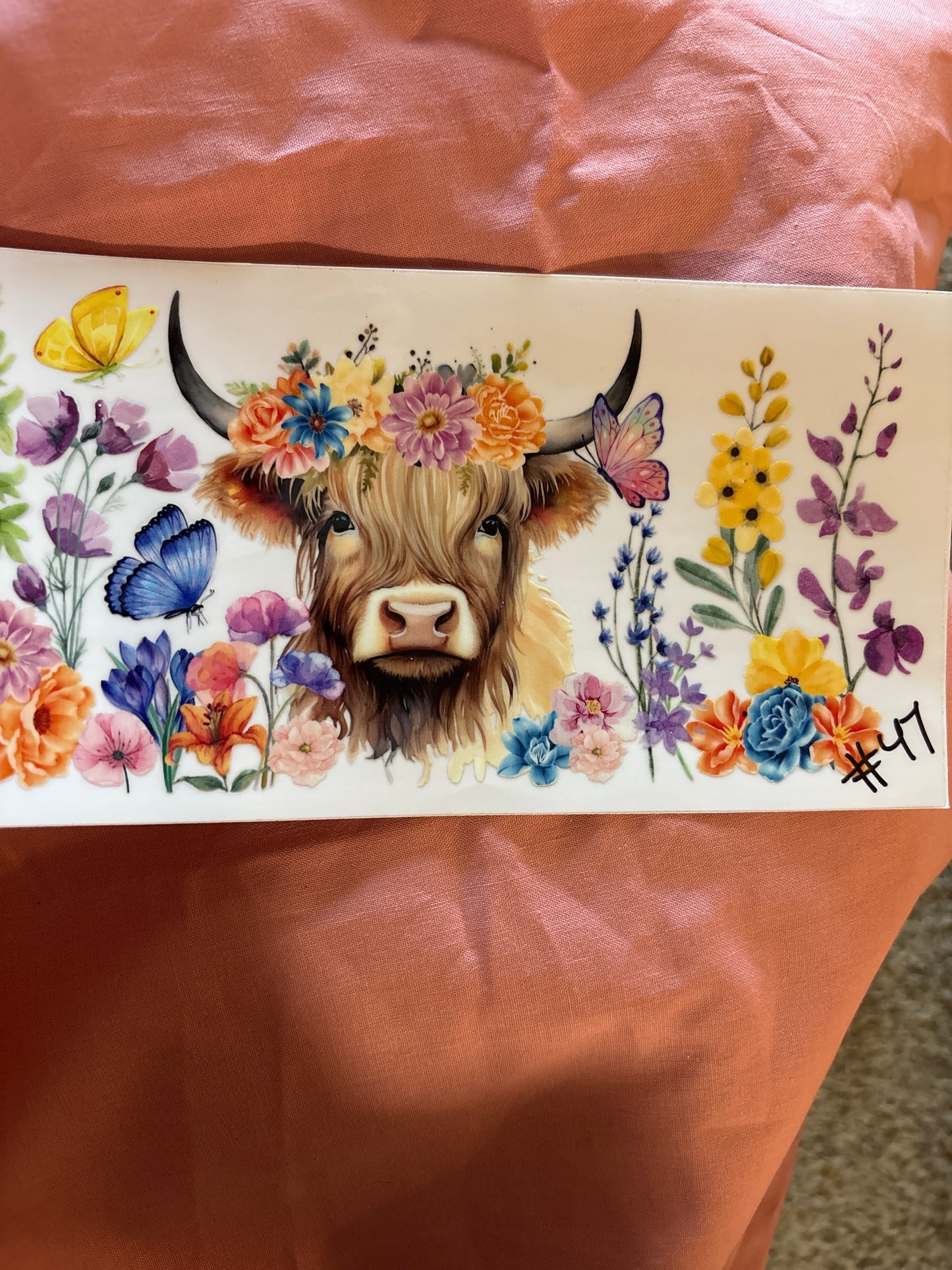 Highland cow