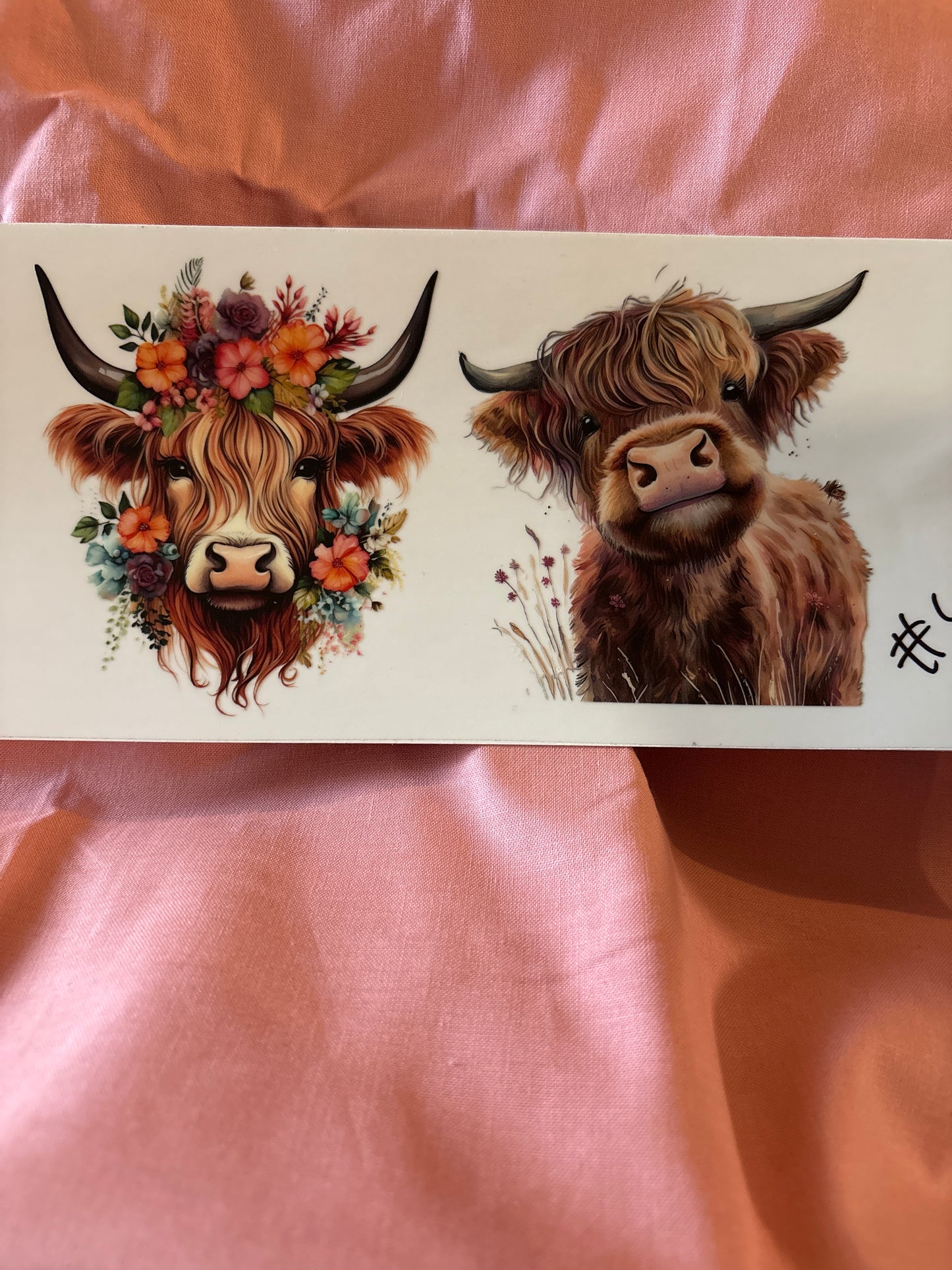 Highland cow