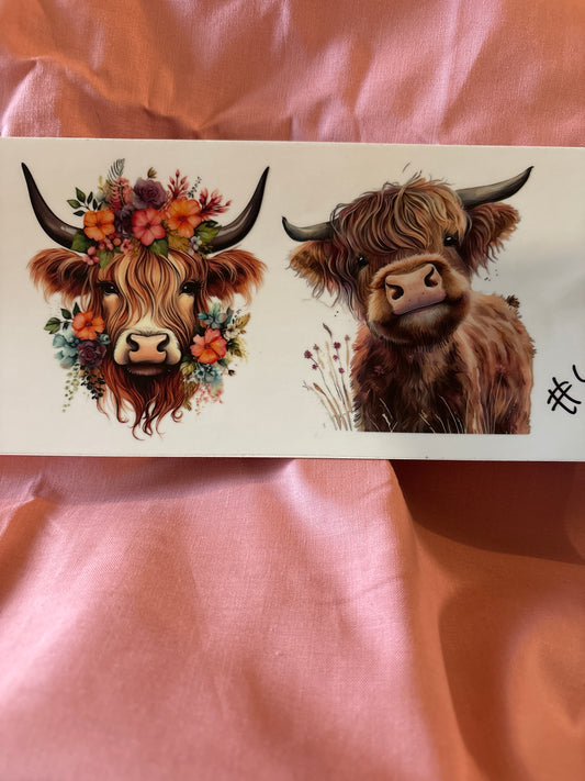 Highland cow